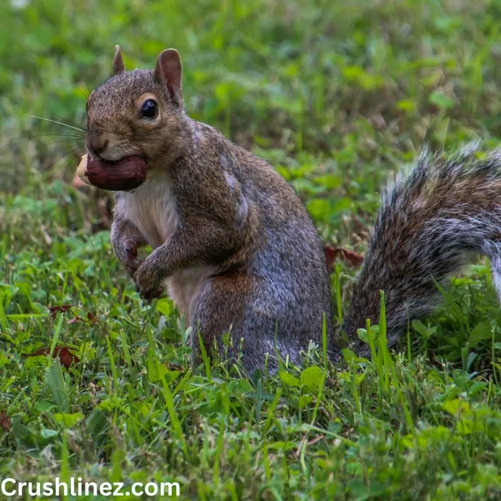 Funny Squirrel
